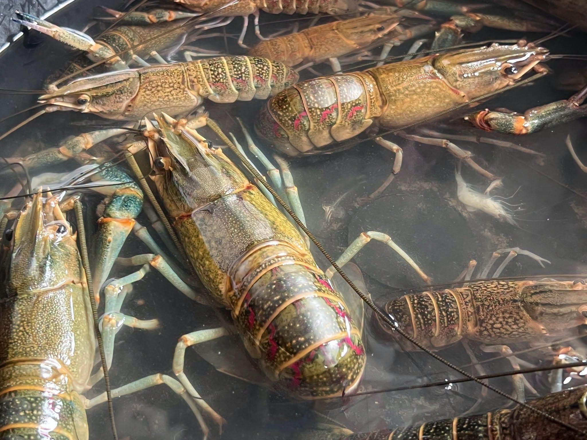 &nbsp;พะเยาคุมเข้ม &ldquo;กุ้งก้ามแดง&rdquo; ในกว๊านพะเยา ย้ำห้ามปล่อยลงแหล่งน้ำธรรมชาติ พร้อมชวนร้านอาหารนำไปประกอบเมนูสร้างรายได้