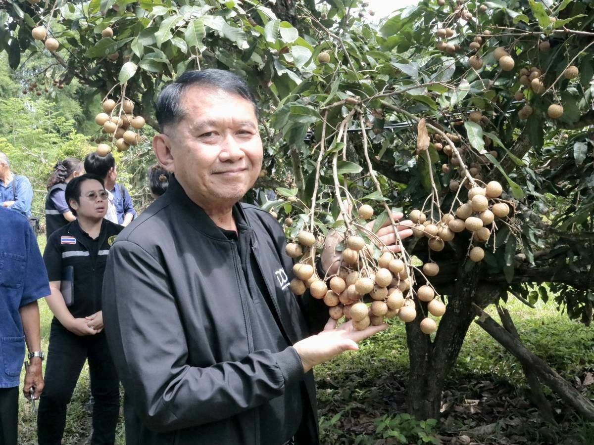 &nbsp;รองอธิบดีกรมส่งเสริมการเกษตร ลงพื้นที่ลำปาง ติดตามและประเมินผลโครงการพัฒนาสวนลำไยคุณภาพ มุ่งฟื้นฟูสวน เพิ่มผลผลิต และรายได้ให้เกษตรกร